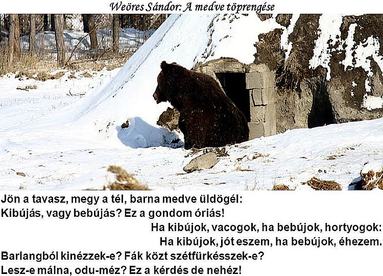 https://margit2.hu/forumba-kepek/156-weores-sandor-amedve-toprengese.jpg