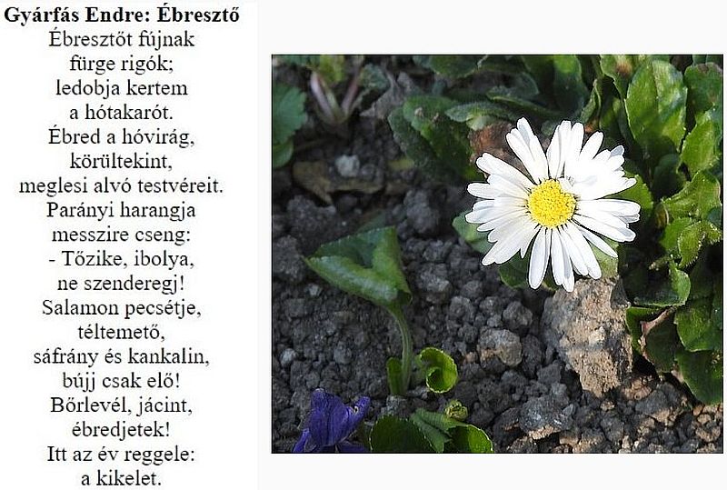 https://margit2.hu/forumba-kepek/180-gyarfas-endre-ebreszto.jpg