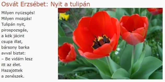 https://margit2.hu/forumba-kepek/187-osvat-erzsebet-nyit-atulipan.jpg