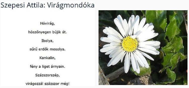 https://margit2.hu/forumba-kepek/191-szepesi-attila-viragmondoka.jpg