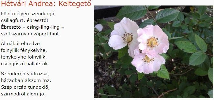 https://margit2.hu/forumba-kepek/204-hetvari-andrea-keltegeto.jpg