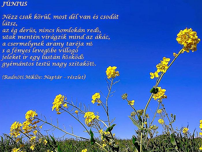 https://margit2.hu/forumba-kepek/214-radnoti-mikos-junius.jpg
