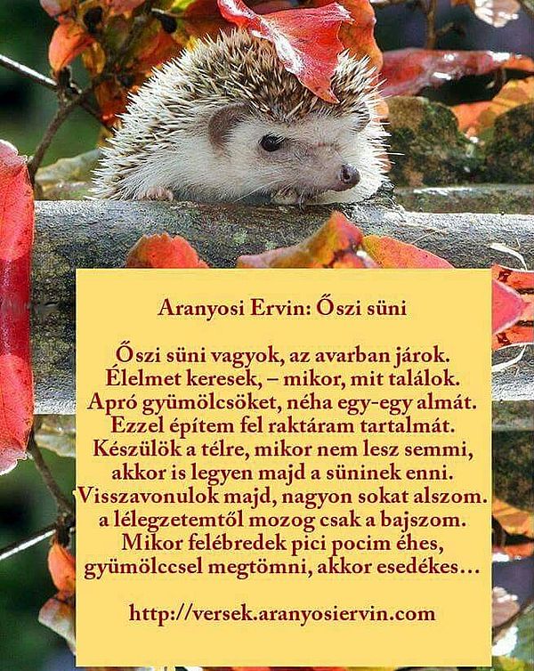 https://margit2.hu/forumba-kepek/285-aranyosi-ervin-oszi-suni.jpg
