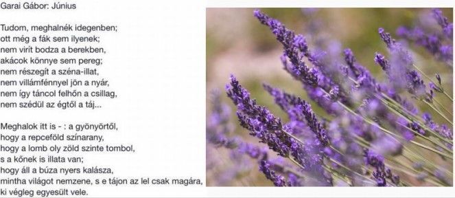 https://margit2.hu/forumba-kepek/402-garai-gabor-junius.jpg