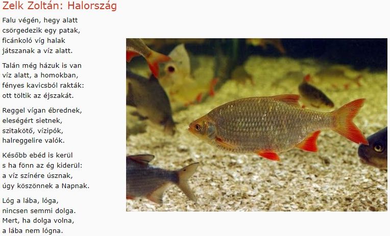 https://margit2.hu/forumba-kepek/424-zelk-zoltan-halorszag.jpg