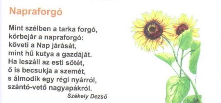 https://margit2.hu/forumba-kepek/428-szekely-dezso-napraforgo.jpg