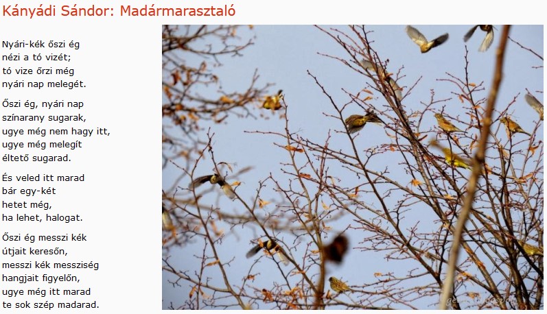 https://margit2.hu/forumba-kepek/445-kanyadi-sandor-madarmarasztalo.jpg