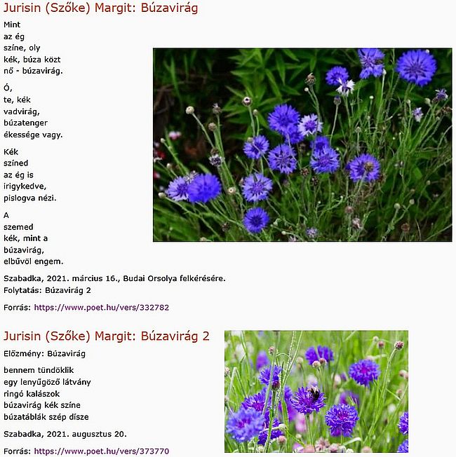 https://margit2.hu/forumba-kepek2/1073-jurisin-szoke-margit-buzavirag.jpg