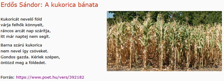 https://margit2.hu/forumba-kepek2/1092-erdos-sandor-a-kukorica-banata.jpg